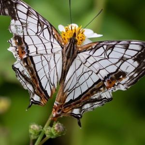 Meet your Posher, Jeffie